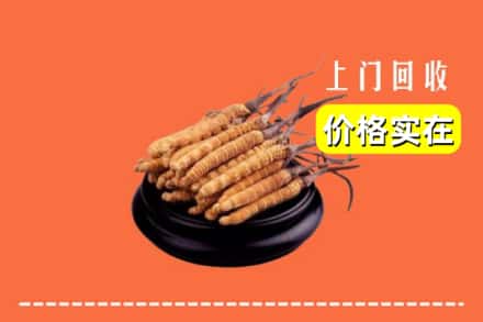 南平市武夷山回收冬虫夏草